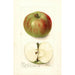 Malus domestica Summer Rambo - Deborah Griscom Passmore — Ansicht des Kunstwerks