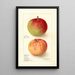 Reproduktion des Gemäldes Malus domestica Wealthy - Deborah Griscom Passmore