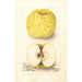 Malus domestica White Pippin - Deborah Griscom Passmore — Ansicht des Kunstwerks