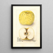 Malus domestica White Pippin - Deborah Griscom Passmore — gerahmtes Bild an der Wand