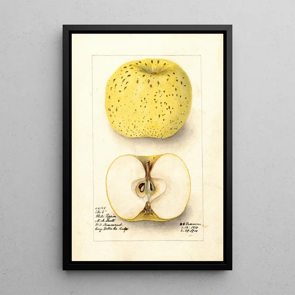 Malus domestica White Pippin - Deborah Griscom Passmore — gerahmtes Bild an der Wand