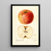 Reproduktion des Gemäldes Malus domestica Wine - Deborah Griscom Passmore