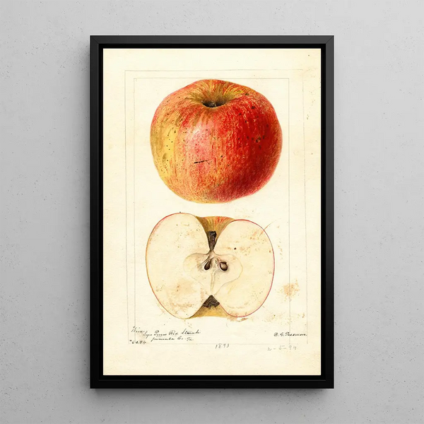 Reproduktion des Gemäldes Malus domestica Wine - Deborah Griscom Passmore