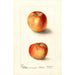 Malus domestica Winesap - Deborah Griscom Passmore — Ansicht des Kunstwerks