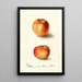 Malus domestica Winesap - Deborah Griscom Passmore — gerahmtes Bild an der Wand