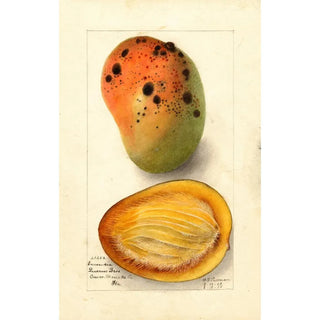Deborah Griscom Passmore - Mangifera indica Ennuria.webp