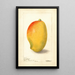 Mangifera indica General Gordon - Deborah Griscom Passmore — gerahmtes Bild an der Wand