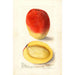 Mangifera indica Mulgoba - Deborah Griscom Passmore — Ansicht des Kunstwerks