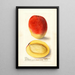 Mangifera indica Mulgoba - Deborah Griscom Passmore — gerahmtes Bild an der Wand