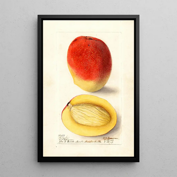 Mangifera indica Mulgoba - Deborah Griscom Passmore — gerahmtes Bild an der Wand