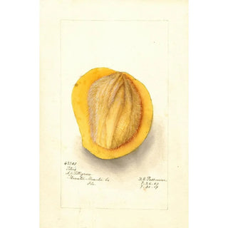 Deborah Griscom Passmore - Mangifera indica Peters.webp