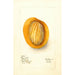Reproduktion des Gemäldes Mangifera indica Raja Purra - Deborah Griscom Passmore
