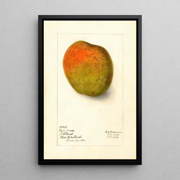 Reproduktion des Gemäldes Mangifera indica Raja Purri - Deborah Griscom Passmore