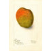 Reproduktion des Gemäldes Mangifera indica Raja Purri - Deborah Griscom Passmore