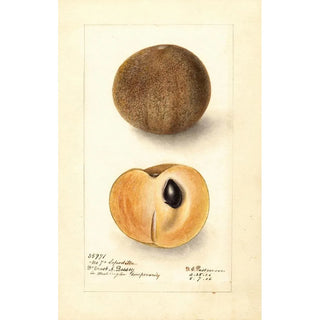 Deborah Griscom Passmore - Manilkara zapota No.webp
