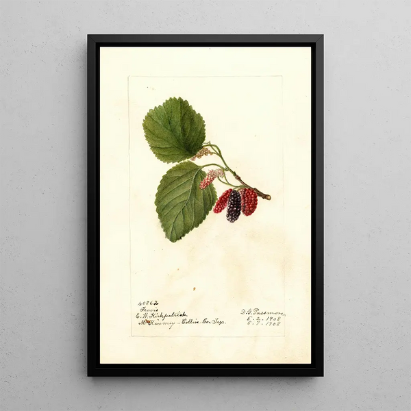Morus Travis - Deborah Griscom Passmore — gerahmtes Bild an der Wand
