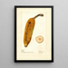 Musa Ingles - Deborah Griscom Passmore — gerahmtes Bild an der Wand
