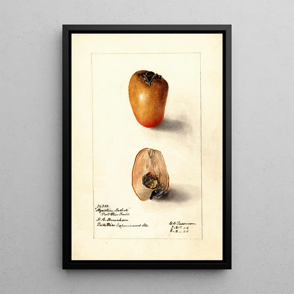 Reproduktion des Gemäldes Myristica fragrans - Deborah Griscom Passmore