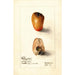 Reproduktion des Gemäldes Myristica fragrans - Deborah Griscom Passmore