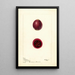 Opuntia Feige der Barbarie - Deborah Griscom Passmore — gerahmtes Bild an der Wand
