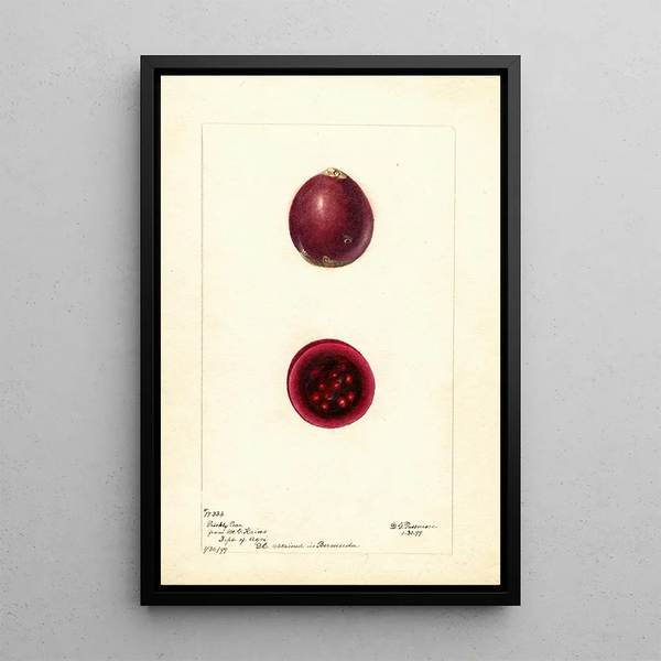 Opuntia Feige der Barbarie - Deborah Griscom Passmore — gerahmtes Bild an der Wand