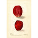 Reproduktion des Gemäldes Opuntia Rose Figue de Barbarie - Deborah Griscom Passmore