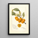 Reproduktion des Gemäldes Prunus avium Golden Beauty - Deborah Griscom Passmore