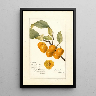 Deborah Griscom Passmore - Prunus avium Golden Beauty.webp