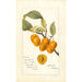 Reproduktion des Gemäldes Prunus avium Golden Beauty - Deborah Griscom Passmore