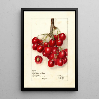 Deborah Griscom Passmore - Prunus avium Lambert.webp