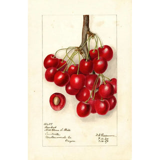 Deborah Griscom Passmore - Prunus avium Lambert.webp