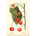 Prunus avium Rupp - Deborah Griscom Passmore — Ansicht des Kunstwerks