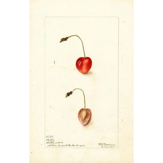 Deborah Griscom Passmore - Prunus avium Shelton.webp