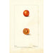 Prunus domestica Eagle - Deborah Griscom Passmore — Ansicht des Kunstwerks