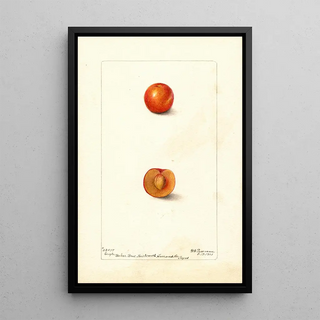 Deborah Griscom Passmore - Prunus domestica Eagle.webp