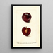 Reproduktion des Gemäldes Prunus domestica Fraud - Deborah Griscom Passmore