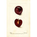 Reproduktion des Gemäldes Prunus domestica Fraud - Deborah Griscom Passmore