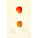Reproduktion des Gemäldes Prunus domestica Golden Queen - Deborah Griscom Passmore