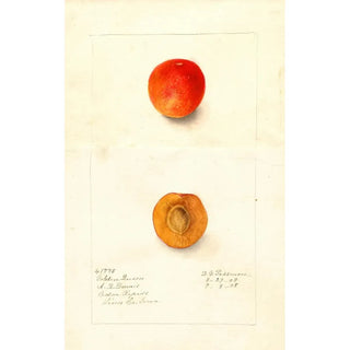 Deborah Griscom Passmore - Prunus domestica Golden Queen.webp