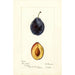 Prunus domestica Grand Duke - Deborah Griscom Passmore — Ansicht des Kunstwerks