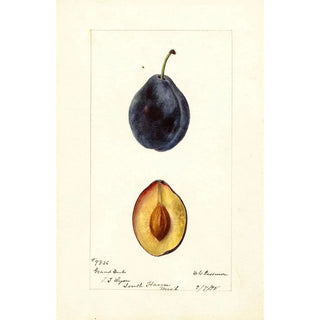 Deborah Griscom Passmore - Prunus domestica Grand Duke.webp