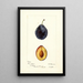 Prunus domestica Grand Duke - Deborah Griscom Passmore — gerahmtes Bild an der Wand