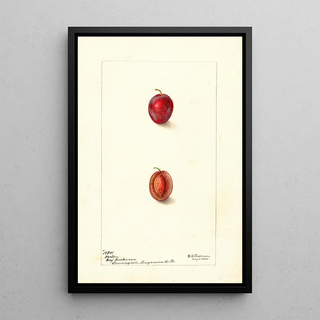 Deborah Griscom Passmore - Prunus domestica Heaton.webp