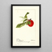 Prunus domestica Lannix - Deborah Griscom Passmore — gerahmtes Bild an der Wand