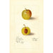 Prunus domestica McLaughlin - Deborah Griscom Passmore — Ansicht des Kunstwerks