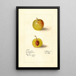 Deborah Griscom Passmore - Prunus domestica McLaughlin.webp