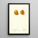 Prunus domestica Moldavka - Deborah Griscom Passmore — gerahmtes Bild an der Wand