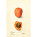 Reproduktion des Gemäldes Prunus domestica Montgamet - Deborah Griscom Passmore