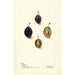 Prunus domestica Mt - Deborah Griscom Passmore — Ansicht des Kunstwerks