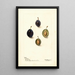Prunus domestica Mt - Deborah Griscom Passmore — gerahmtes Bild an der Wand